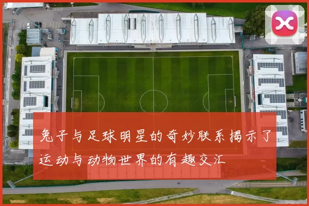 兔子与足球明星的奇妙联系揭示了运动与动物世界的有趣交汇